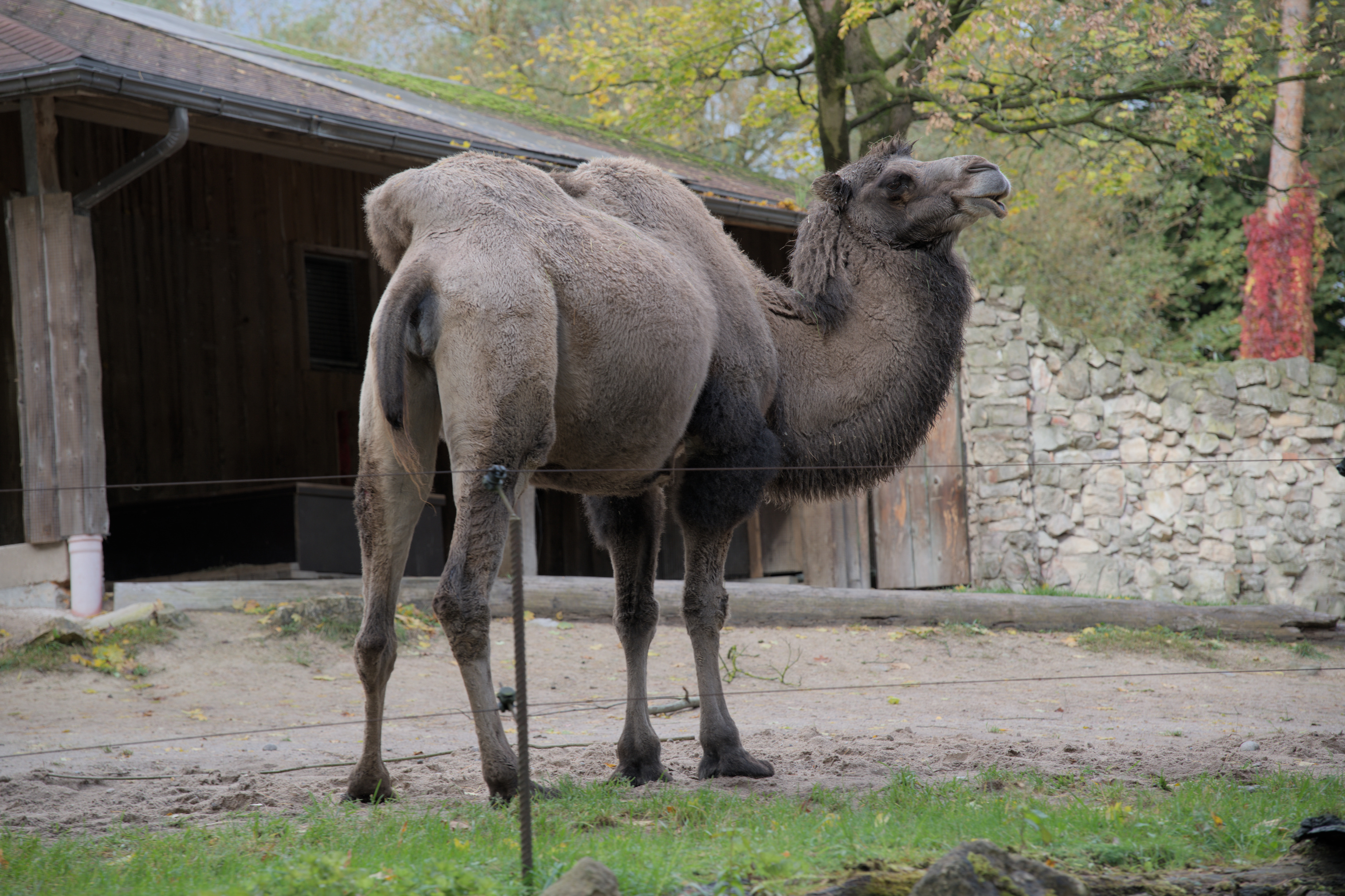 2025/10/12 - zoo/DSC_0042.jpg
